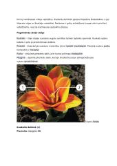 Sėkloms dygti reikalingos sąlygos konspektas 7 puslapis