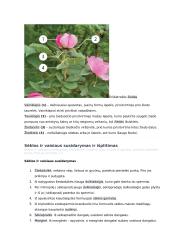 Sėkloms dygti reikalingos sąlygos konspektas 8 puslapis