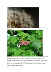 Sėkloms dygti reikalingos sąlygos konspektas 10 puslapis