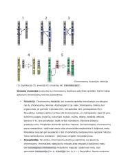 Genų ir chromosomų mutacijos konspektas 3 puslapis