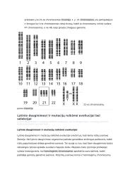 Genų ir chromosomų mutacijos konspektas 4 puslapis