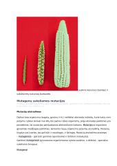 Genų ir chromosomų mutacijos konspektas 8 puslapis