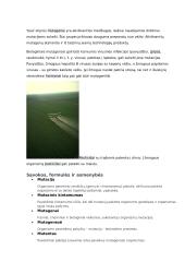 Genų ir chromosomų mutacijos konspektas 10 puslapis