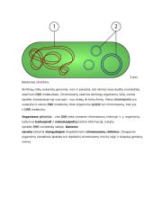 Biologinės rūšies genomas konspektas 2 puslapis