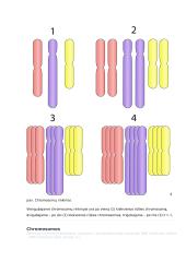 Biologinės rūšies genomas konspektas 4 puslapis