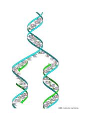 Biologinės rūšies genomas konspektas 7 puslapis