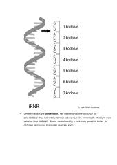 Biologinės rūšies genomas konspektas 9 puslapis