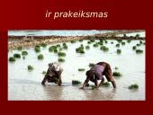 Azija pristatymas 18 puslapis