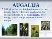 Europa skaidrės 7 puslapis