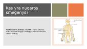 Nugaros smegenys (CNS) 2 puslapis