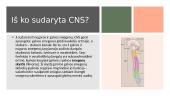 Nugaros smegenys (CNS) 3 puslapis