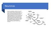 Nugaros smegenys (CNS) 5 puslapis