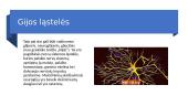 Nugaros smegenys (CNS) 6 puslapis