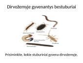 Dirvožemis – tai viršutinis purus žemės sluoksnis 3 puslapis