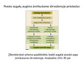 Dirvožemis – tai viršutinis purus žemės sluoksnis 6 puslapis