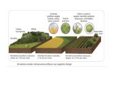 Dirvožemis – tai viršutinis purus žemės sluoksnis 8 puslapis