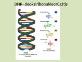 DNR, baltymai ir organizmo požymiai 5 puslapis