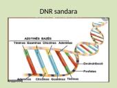 DNR, baltymai ir organizmo požymiai 6 puslapis