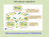 DNR, baltymai ir organizmo požymiai 7 puslapis