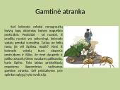 Kas yra gamtinė atranka? 4 puslapis