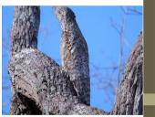 Organizmų prisitaikymai prie aplinkos 11 puslapis