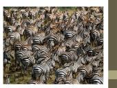 Organizmų prisitaikymai prie aplinkos 14 puslapis