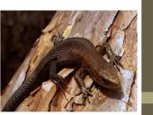 Organizmų prisitaikymai prie aplinkos 15 puslapis