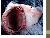 Organizmų prisitaikymai prie aplinkos 17 puslapis