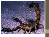 Organizmų prisitaikymai prie aplinkos 18 puslapis