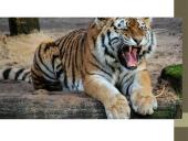 Organizmų prisitaikymai prie aplinkos 19 puslapis