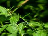 Organizmų prisitaikymai prie aplinkos 5 puslapis