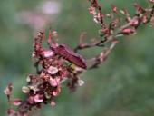 Organizmų prisitaikymai prie aplinkos 6 puslapis