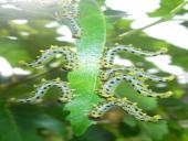 Organizmų prisitaikymai prie aplinkos 7 puslapis