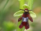 Organizmų prisitaikymai prie aplinkos 8 puslapis