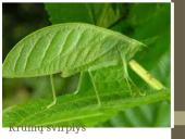 Organizmų prisitaikymai prie aplinkos 9 puslapis