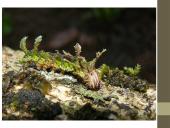 Organizmų prisitaikymai prie aplinkos 10 puslapis