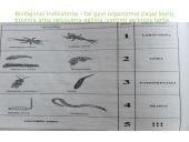 Vandens tarša ir eutrofikacija 9 puslapis