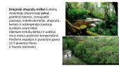 Drėgnasis atogrąžų miškas 2 puslapis