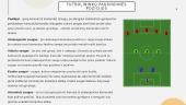 Futbolo sporto šaka 6 puslapis