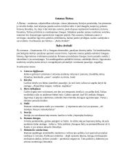 Antanas Škėma ir svarbiausios "Baltos drobulės" temos