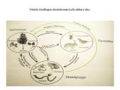 Energijos kelias mitybos grandinėm 4 puslapis