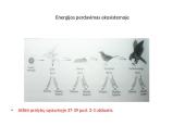 Energijos kelias mitybos grandinėm 6 puslapis