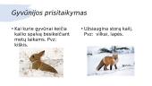 Taiga – borealinių spygliuočių miškų biomas 7 puslapis