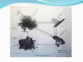 Vandens, deguonies ir anglies apytaka 4 puslapis