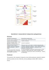 Ląstelinis kvėpavimas: teorija 3 puslapis