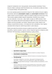 Ląstelinis kvėpavimas: teorija 5 puslapis