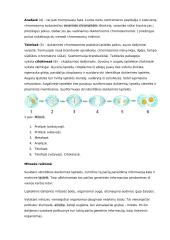 Apie mitozę 2 puslapis