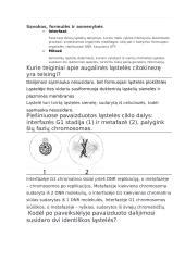 Apie mitozę 3 puslapis