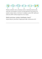 Apie mitozę 4 puslapis