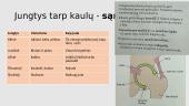 Apie kaulus 9 puslapis